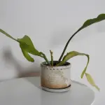 Rustikalna sivo-braonkasta saksija