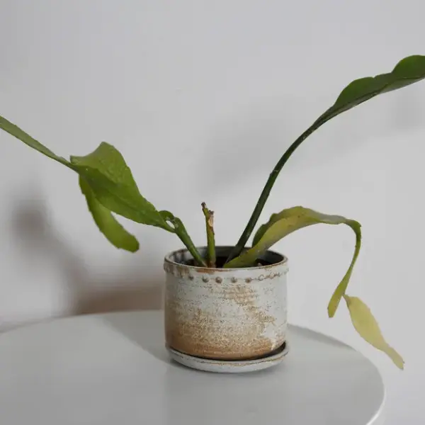 Rustikalna sivo-braonkasta saksija